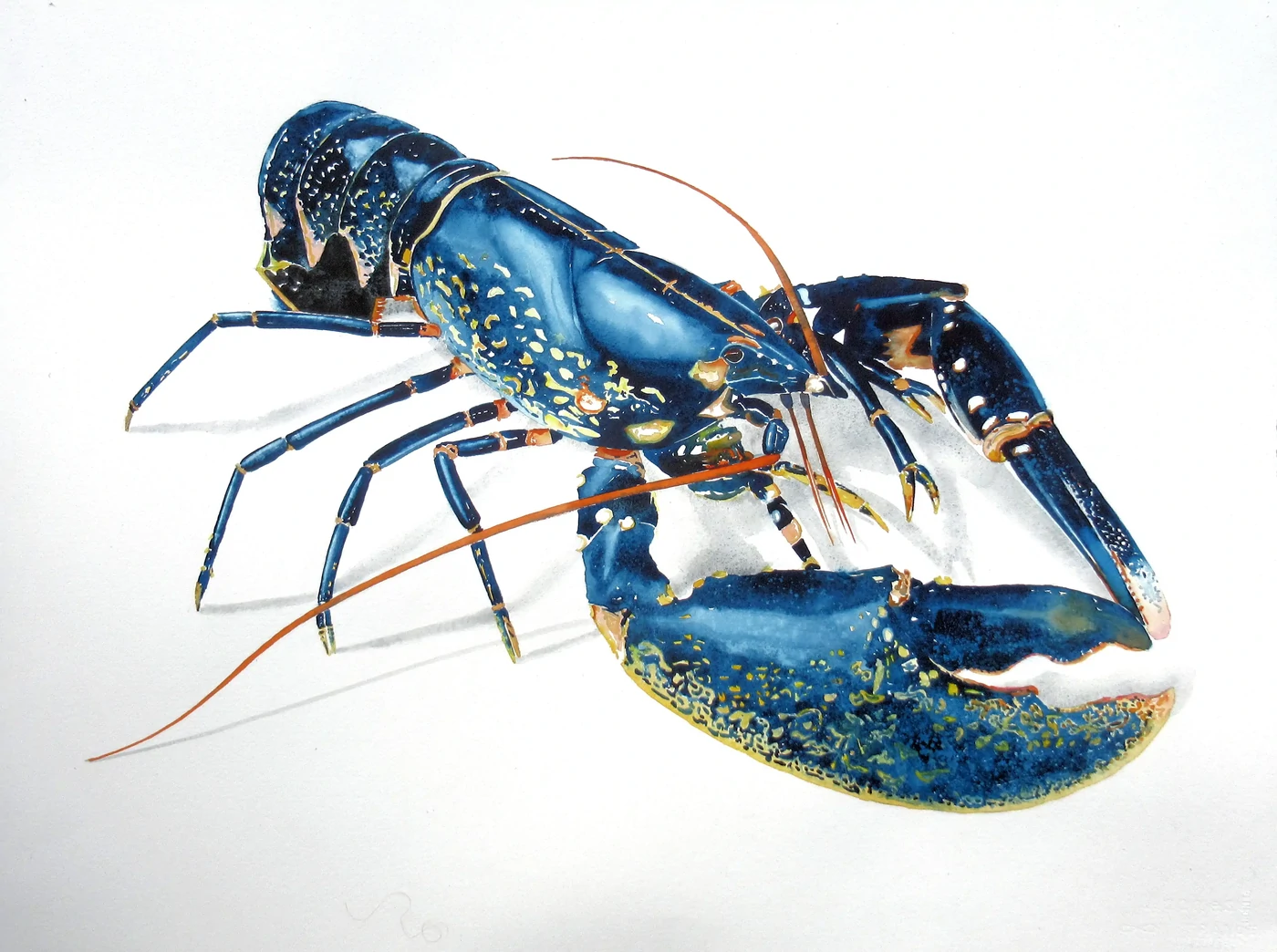 Le homard bleu      65x80     500€     Une belle pièce, homard bleu breton